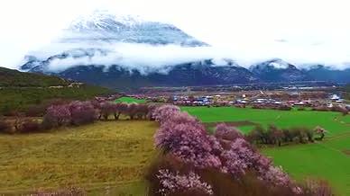 高清航拍西藏林芝盛开桃花及雪山视频的预览图
